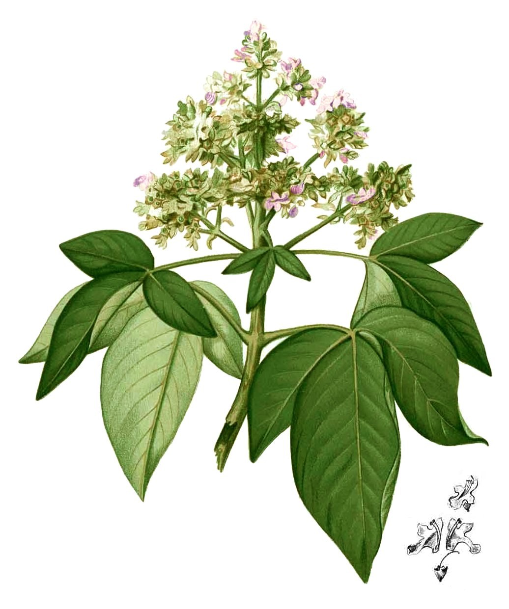 ตีนนก