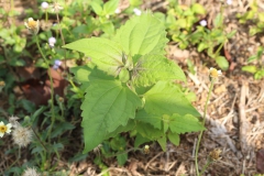 IMG_8597